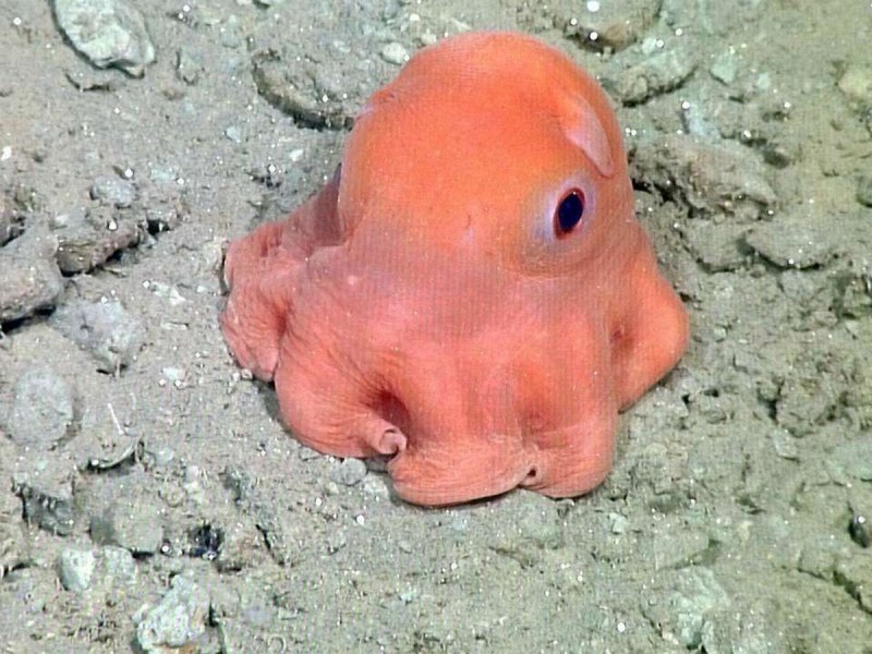Graneledone boreopacifica