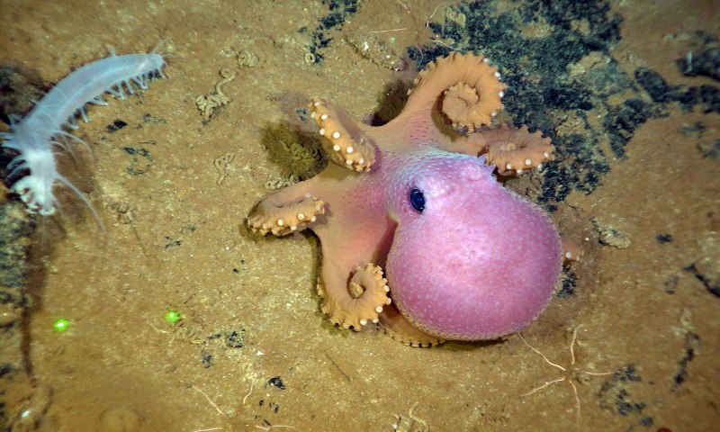 Прозрачный осьминог (transparent Octopus)