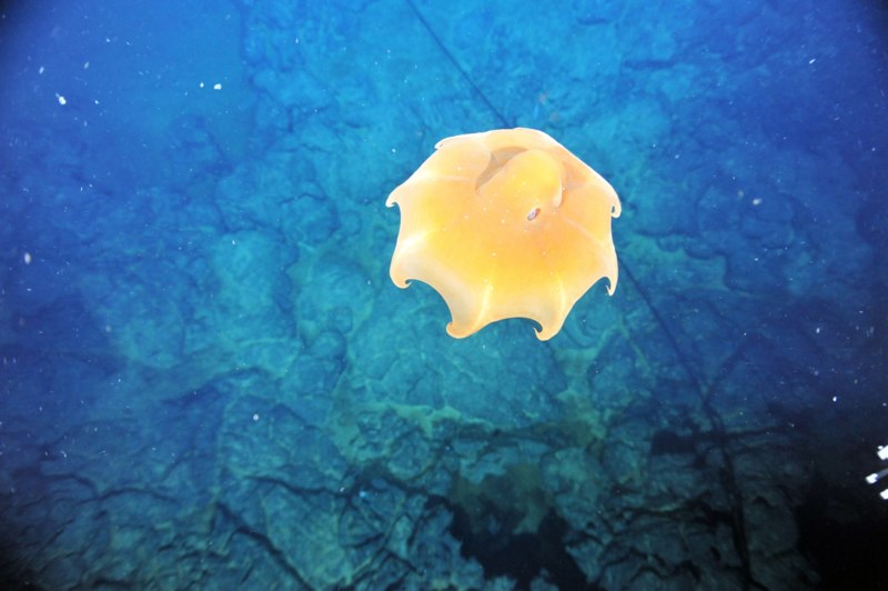 Opisthoteuthis adorabilis