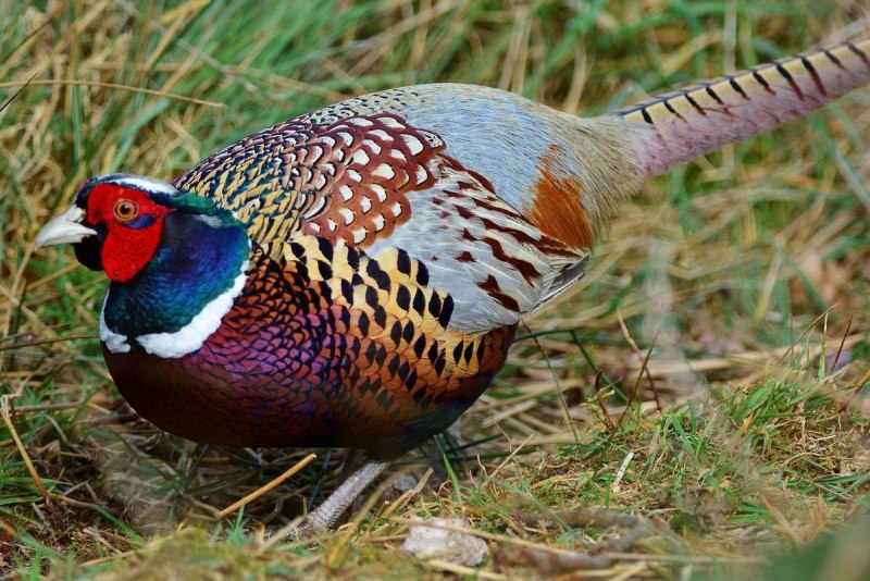 Зелёный фазан / Phasianus versicolor