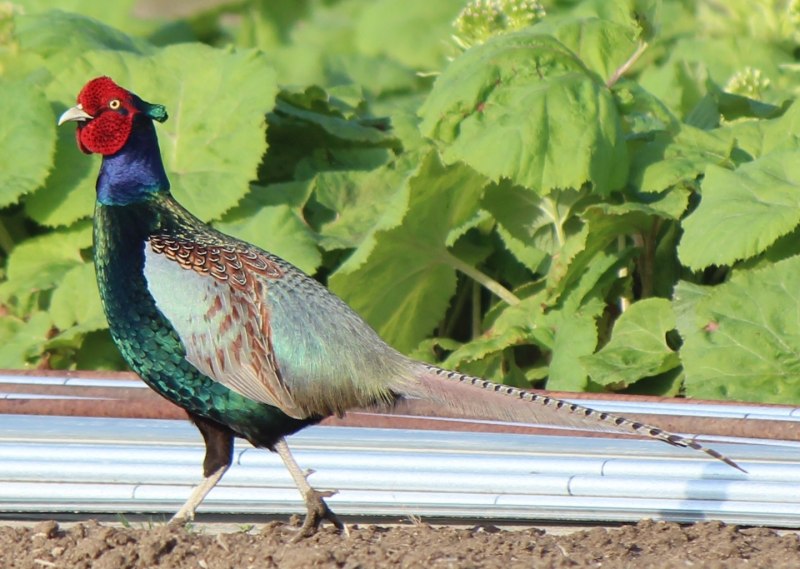 Зелёный фазан / Phasianus versicolor