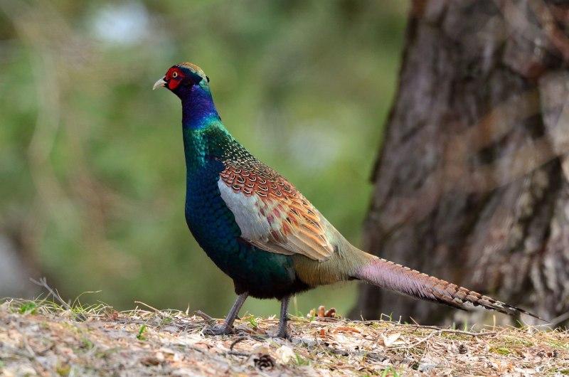 Зелёный фазан / Phasianus versicolor