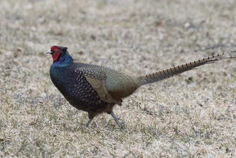 Китайский монал / Lophophorus lhuysii