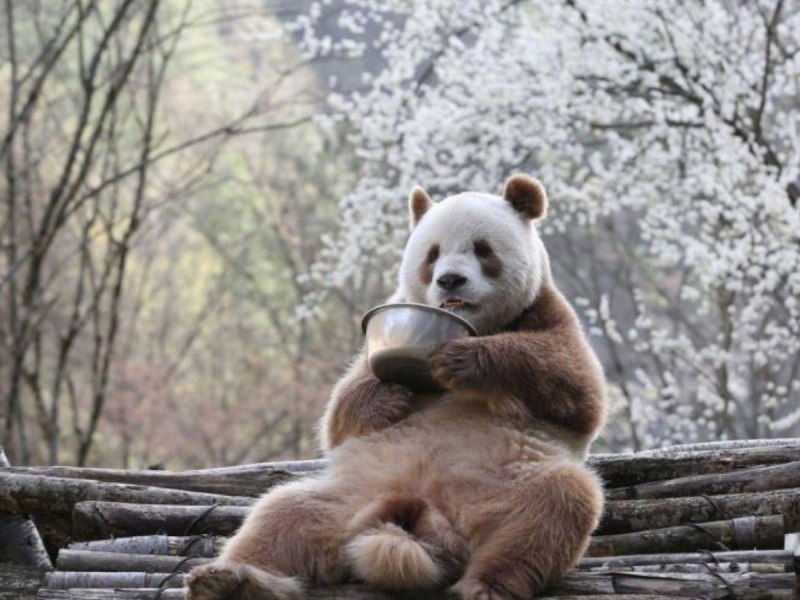 Коричневая Панда Кизай