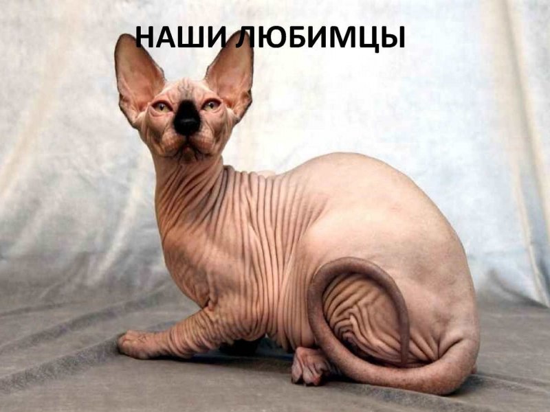 Канадский сфинкс