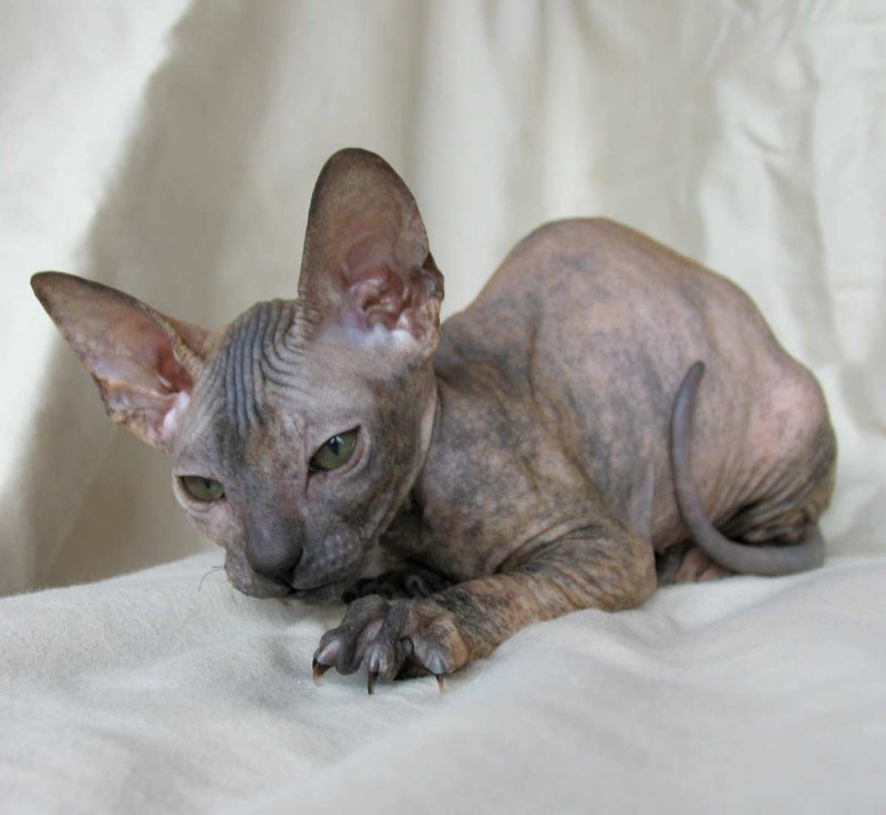 Дальневосточный сфинкс кот