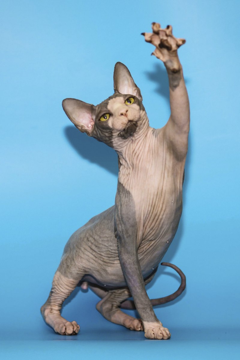 Spotted Sphinx Cat