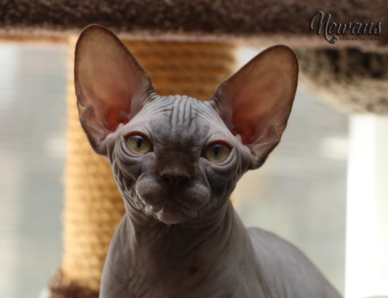 Кот сфинкс