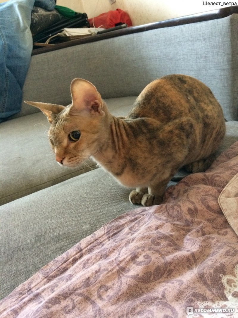 Девон рекс кошка