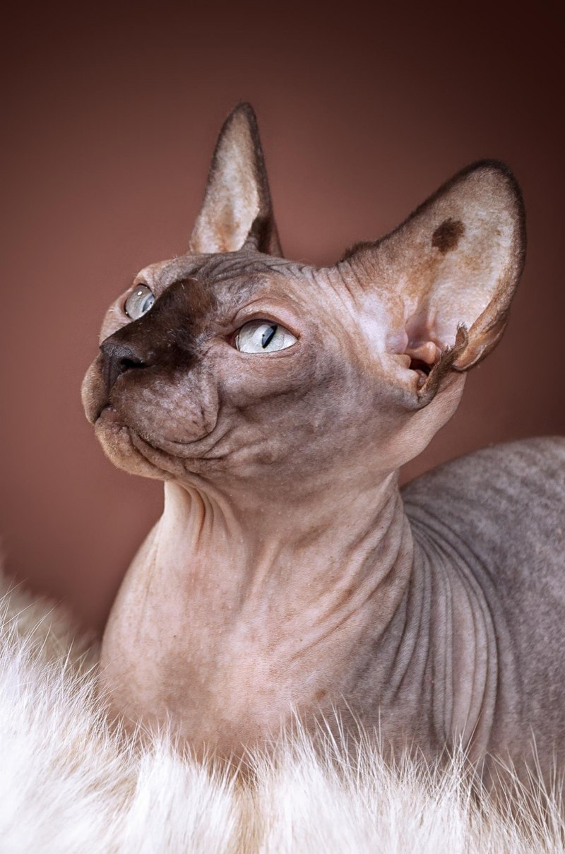 Сфинкс котята
