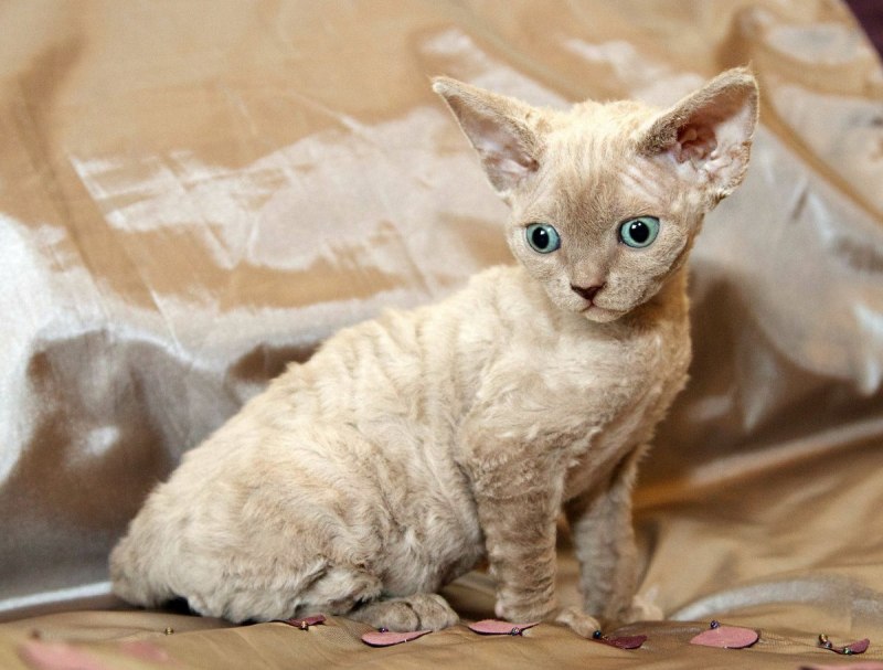 Тiбе пiздец кот н абашене