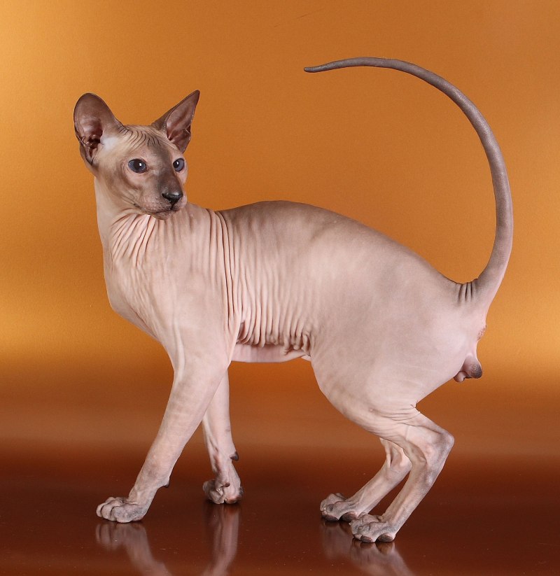 Сфинкс кошка котенок