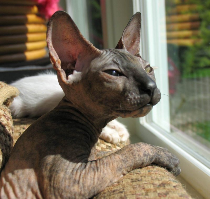 Коты породы Корниш рекс
