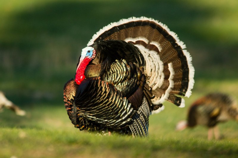 Turkey индюк