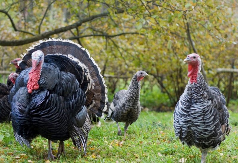 Meleagris gallopavo