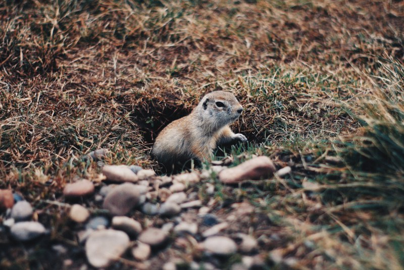 Европейский суслик (Spermophilus citellus)
