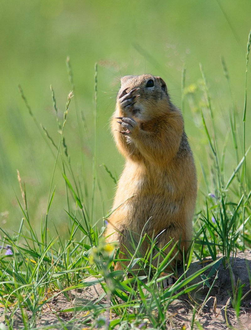 Горный суслик (Spermophilus Musicus)