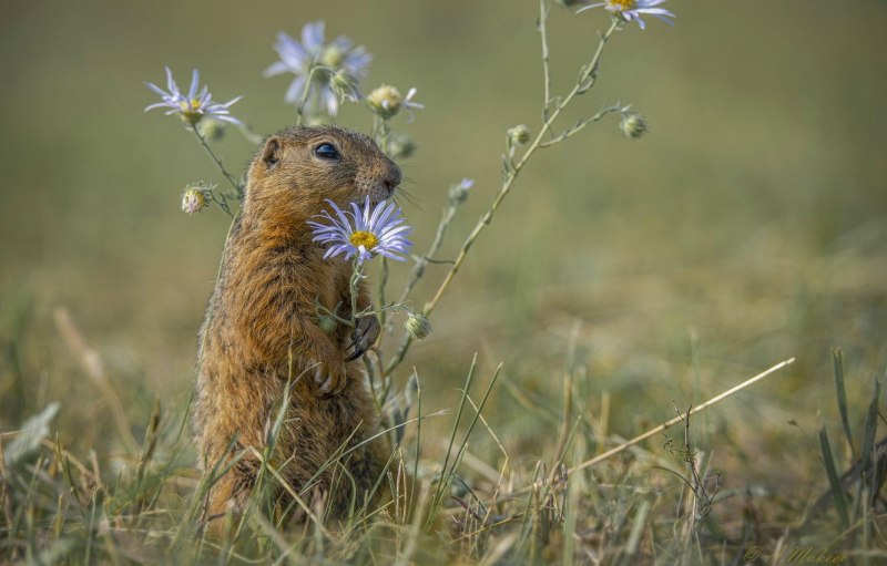 Spermophilopsis Leptodactylus