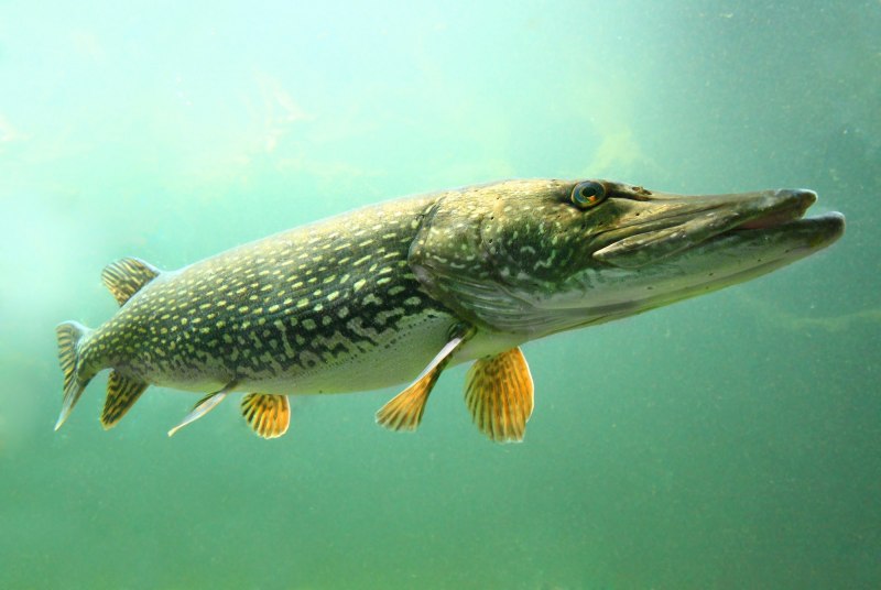 Рыба щука Esox Lucius