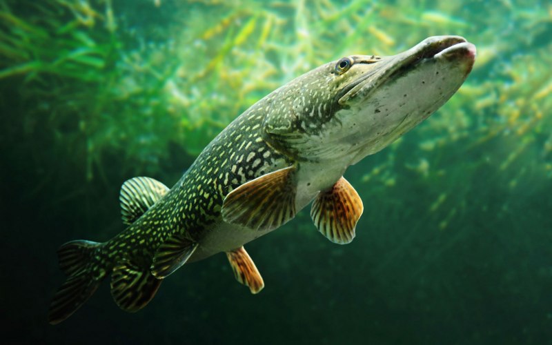 Вид обыкновенная щука - Esox Lucius