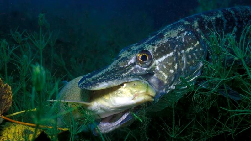 Щука Esox Lucius