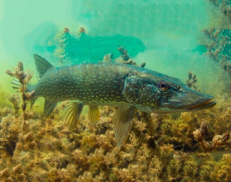 Вид обыкновенная щука - Esox Lucius