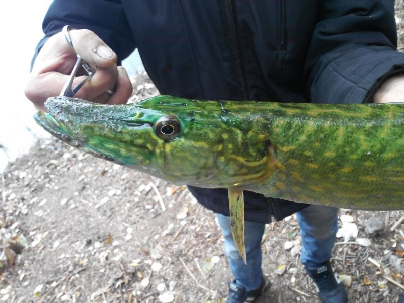 Амурская леопардовая щука