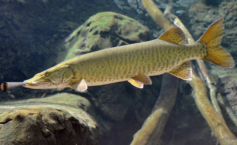 Щука-маскинонг - Esox masquinongy.