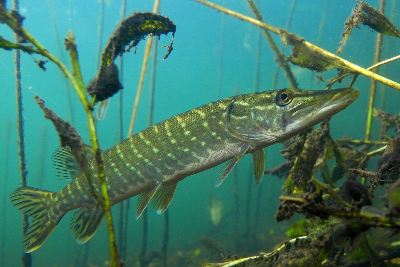 Вид обыкновенная щука - Esox Lucius