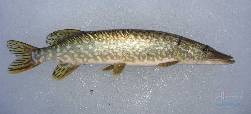 Вид обыкновенная щука - Esox Lucius