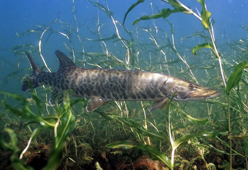 Щука-маскинонг - Esox masquinongy.