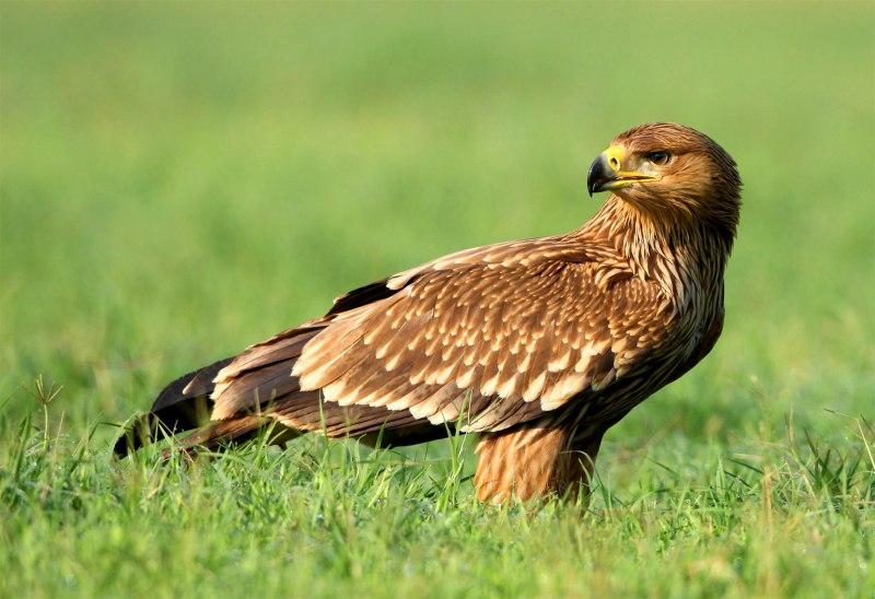 Достопримечательность bald Eagle
