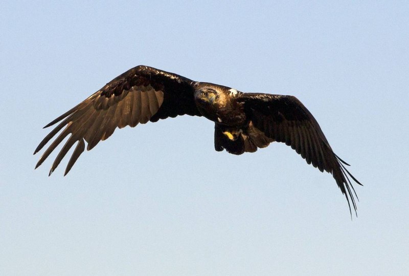 Imperial Eagle