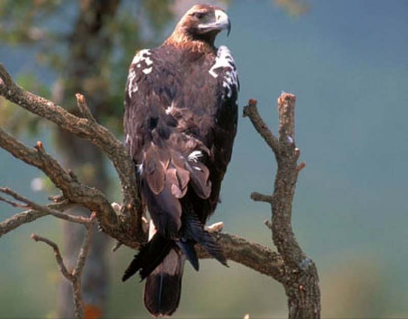 Aquila heliaca Eagle