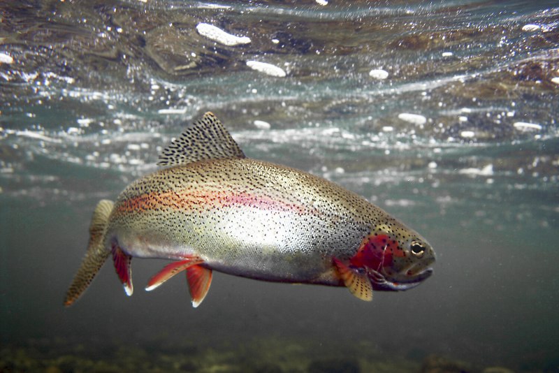 Арктический голец Salvelinus Alpinus