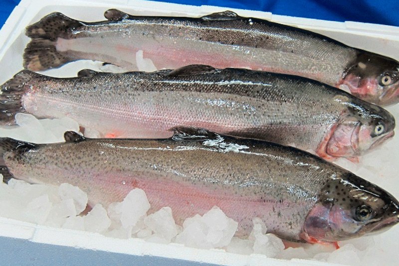 Микижа Oncorhynchus mykiss