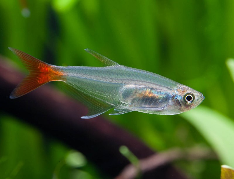 Тетра стеклянная Prionobrama filigera