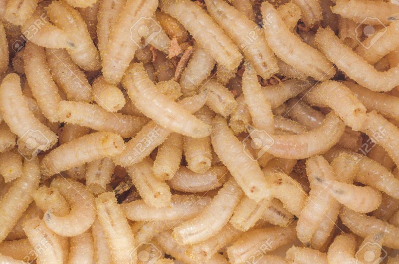 Личинки черной львинки