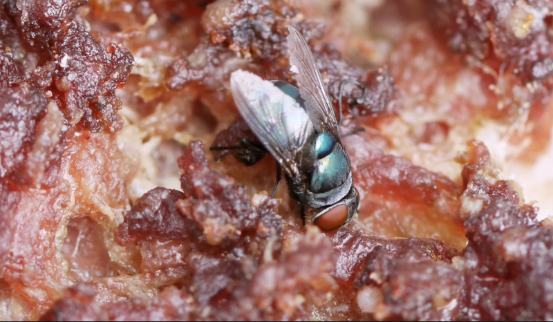 Musca domestica жизненный цикл