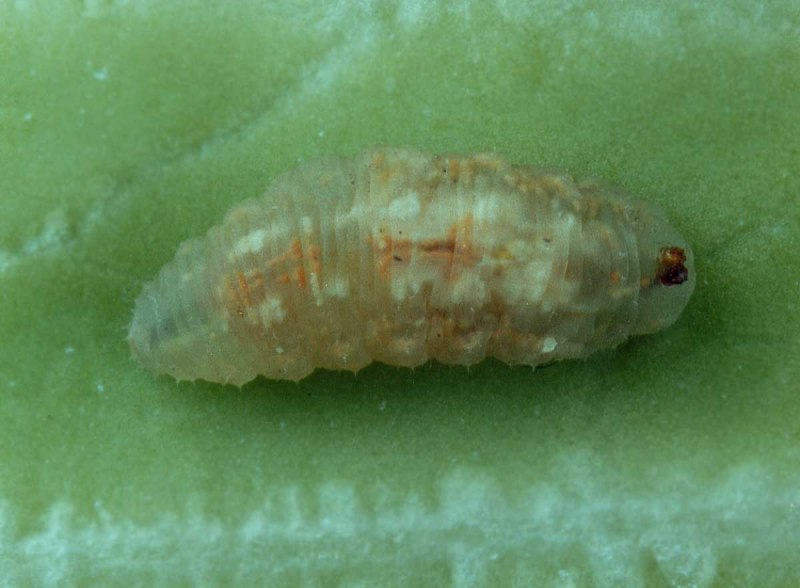 Sarcophaga SP личинка
