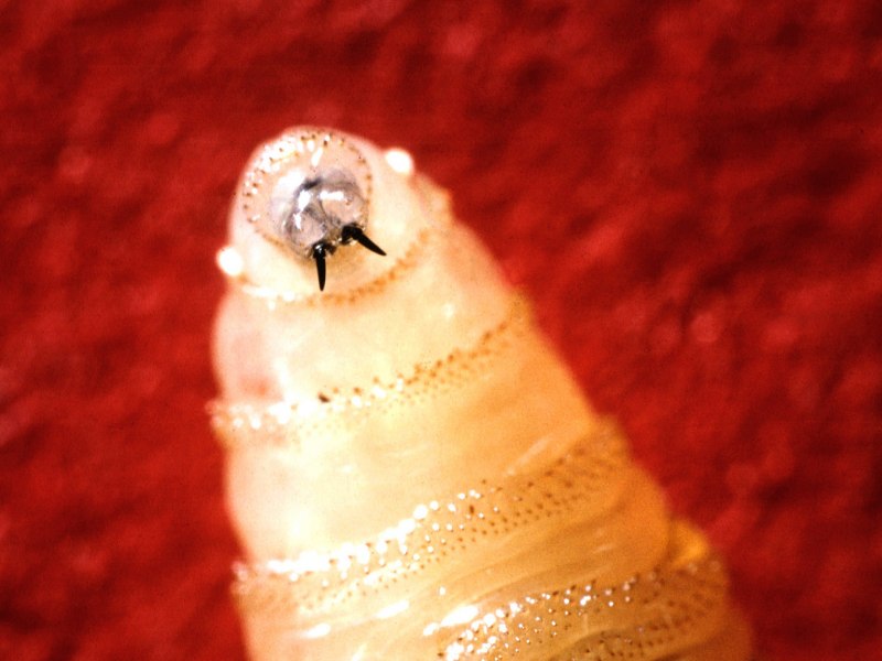 Серые мясные мухи Sarcophagidae