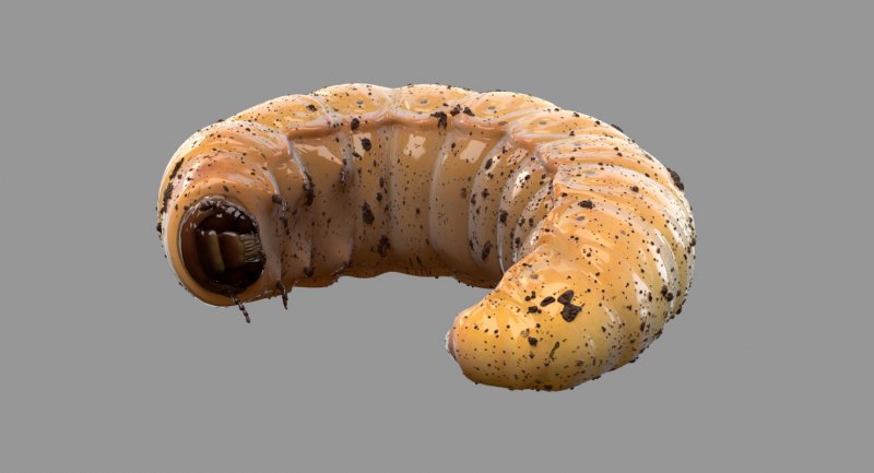 Hermetia illucens личинки