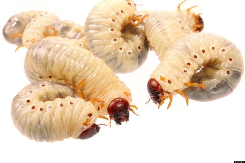 Calliphora erythrocephala