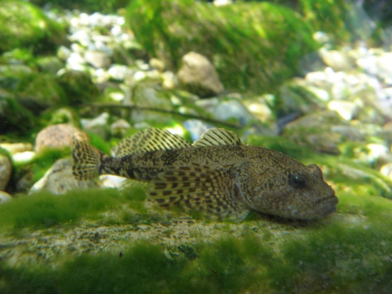 Обыкновенный подкаменщик (COTTUS gobio)