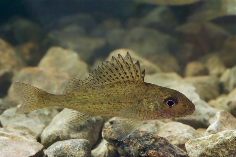 Бычок-песочник Neogobius fluviatilis