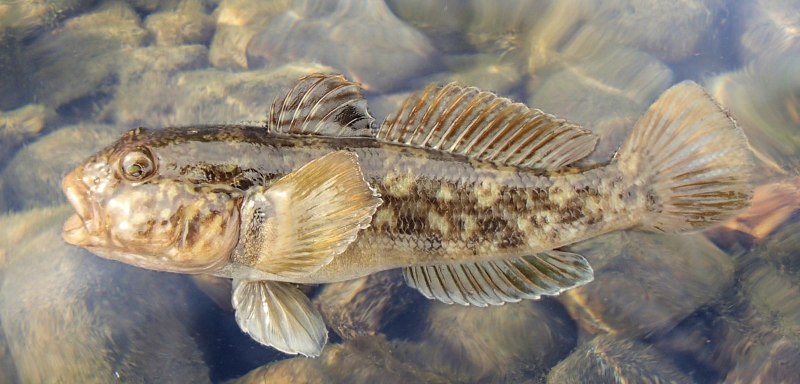 Бычок-кругляк (Neogobius melanostomus)