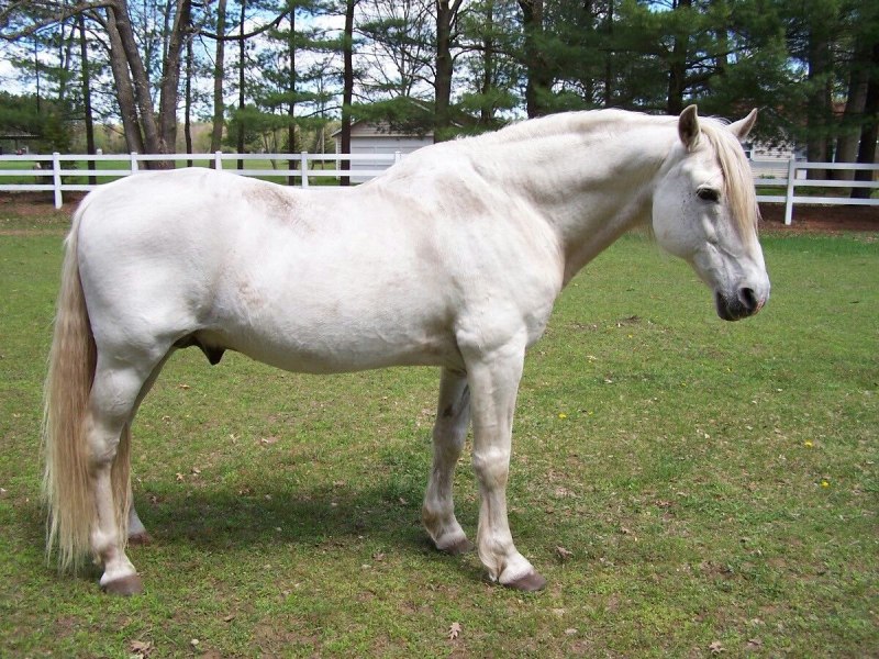 Миссурийский фокстроттер лошадь (68 фото)