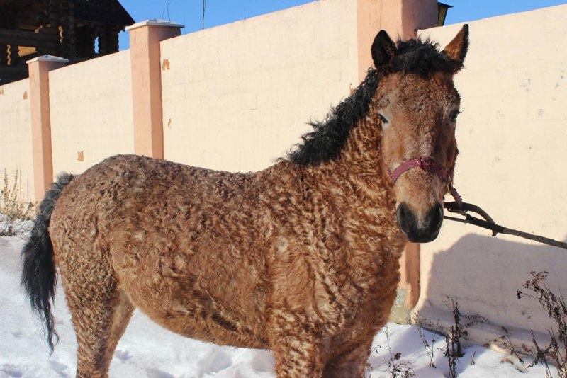 Red Dead Redemption 2 Turkoman Horse