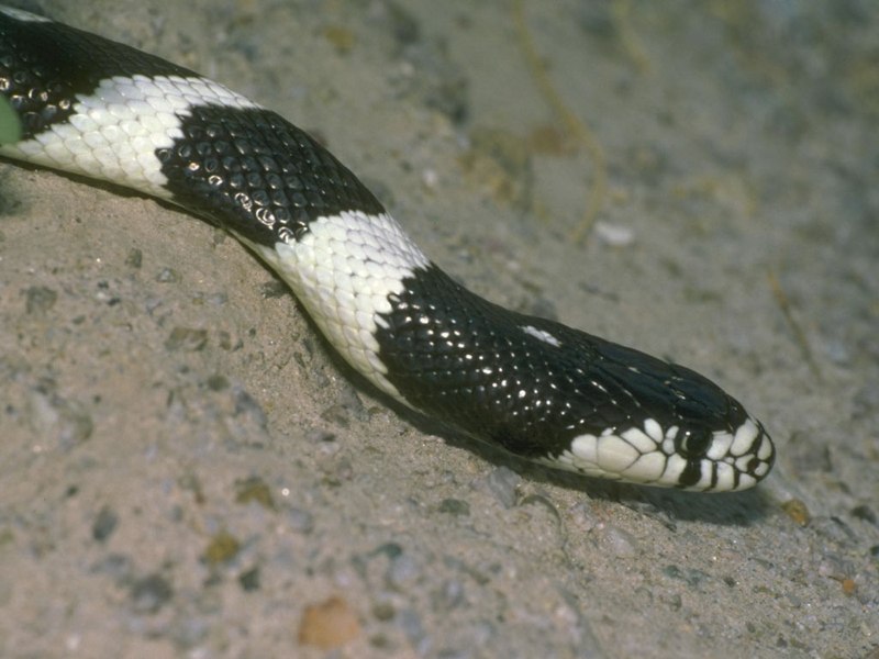 Обыкновенная гадюка (Vipera berus)