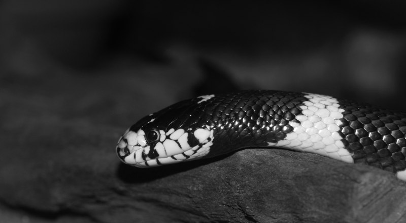 Чёрная мамба Dendroaspis polylepis